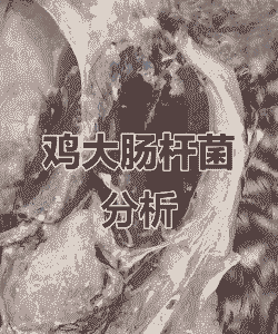 肉鸡大肠常见疾病