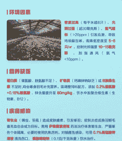 秋季肉鸡啄毛因素