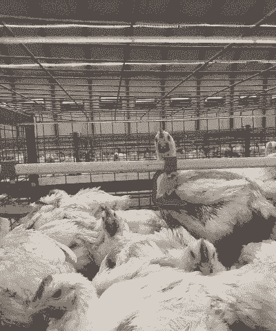 白羽肉鸡发展前景