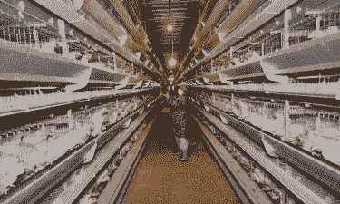 清洗肉鸡场的过程