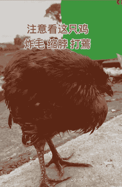 肉鸡通风不良症状