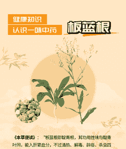 板蓝根在肉鸡养殖作用