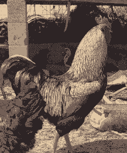 山东肉鸡品种有哪些