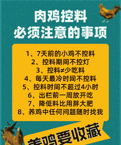 肉鸡夏天如何控料