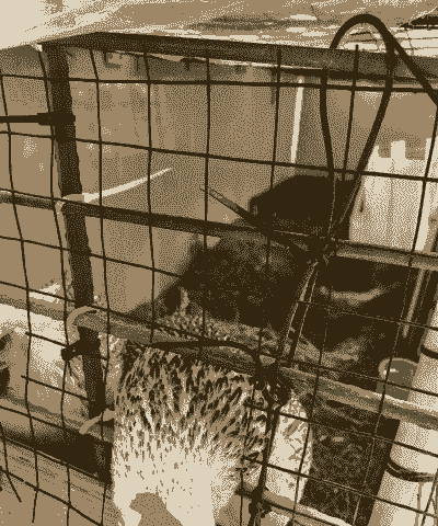 肉鸡能用发酵床吗