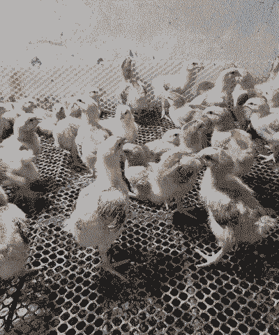 肉鸡哪里提供鸡苗