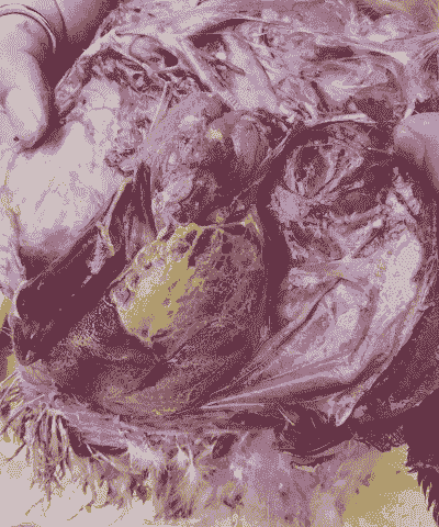 肉鸡气囊炎综合防治