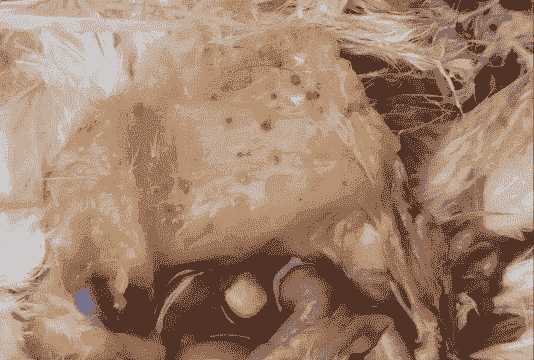 白羽肉鸡干咳是病毒