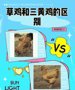 草鸡和肉鸡的区别
