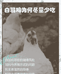 肉鸡为什么不吃食