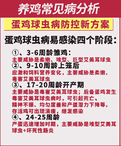 肉鸡球虫预防时间
