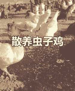 虫子肉鸡散养周期