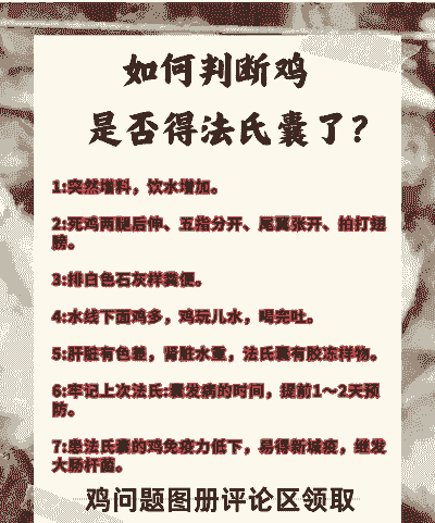 肉鸡会的法氏囊吗