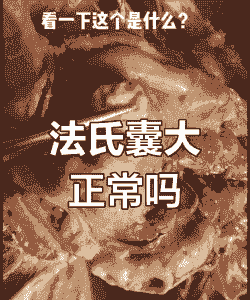 肉鸡法氏囊多少天会消失