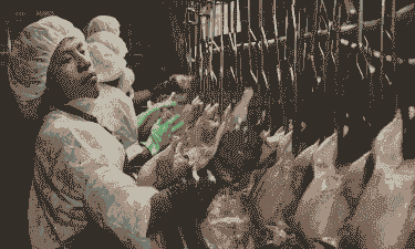 宰杀肉鸡电麻电流