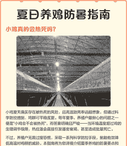 肉鸡夏季怎样预防高温