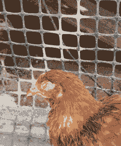 肉鸡支原体什么症状