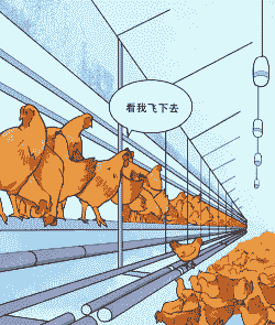 肉鸡养殖模式的变化