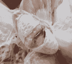 肉鸡龙骨滑液囊炎