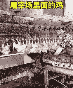 开肉鸡屠宰厂咋样