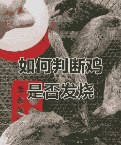 温度过高肉鸡症状