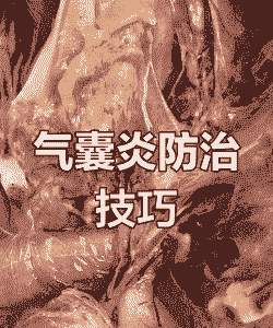 肉鸡流感引起气囊炎