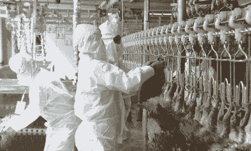 肉鸡屠宰厂车间温度