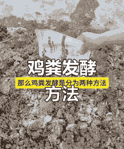 肉鸡后期催肥化学方法