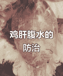 肉鸡腹水症如何防治