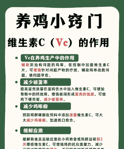肉鸡夏天如何使用vc