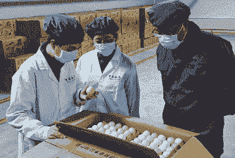 白羽肉鸡种蛋的价格