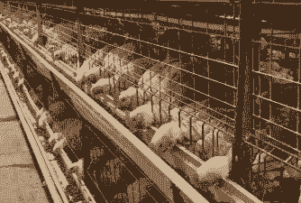 北方适合养什么肉鸡