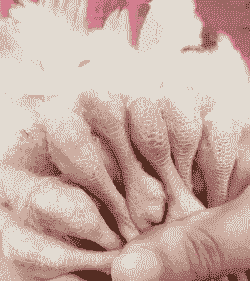 肉鸡滑膜炎的预防