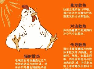小苏打 肉鸡热应激