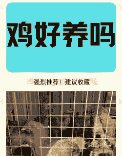 肉鸡赚钱还是蛋鸡赚钱