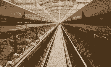 邢台哪里养肉鸡多