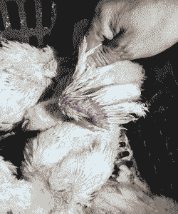 肉鸡病毒病典型症状