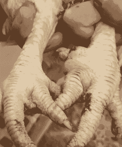 地养肉鸡垫料潮湿