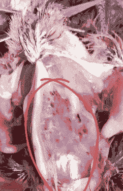 肉鸡法式囊啥症状