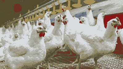 白羽肉鸡多少天出栏