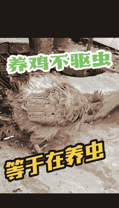 蛆虫喂养肉鸡的好处