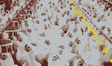 肉鸡出栏时这样更重