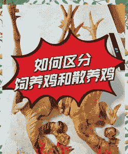 挑选好肉鸡的窍门