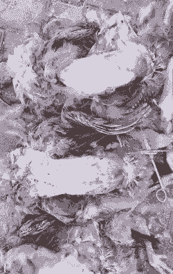 夏季肉鸡雏鸡降温