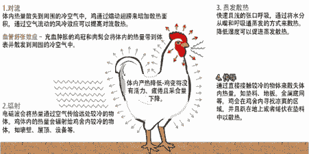 肉鸡热应激死亡原理