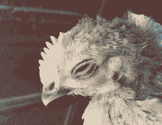 肉鸡闭眼怎么回事