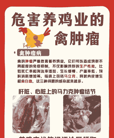 影响肉鸡产量的疾病