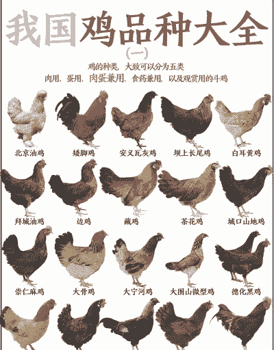 我国肉鸡饲养品种分析
