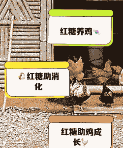 肉鸡夏天能吃红糖吗