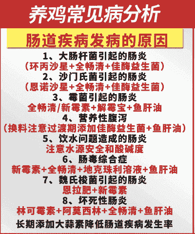 肉鸡肠道疾病怎么防治